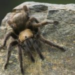Desert-Blond-Tarantula