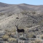 Georgies-Desert-Training-Center-062