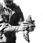 US and Pets – WW-2 (EUCMH) – 2021-003