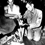 US and Pets – WW-2 (EUCMH) – 2021-039
