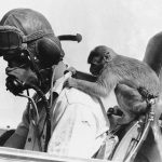 US and Pets – WW-2 (EUCMH) – 2021-041