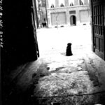 Liege, Belgium, November 28, 1944. Snafu, the Mascott of a Fire Figthing Unit wait for the men to return from an intervention