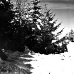 Sherman M-4 in Support January 1945 Bulge