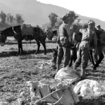 members-china-burma-india