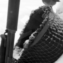 3-ID-2019-025