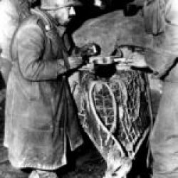8th Infantry Division (OOB) (EUCMH)-0004