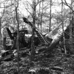 B17-Crash into a Forest