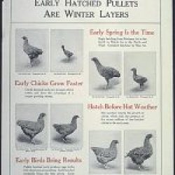 WW-I-Posters0106